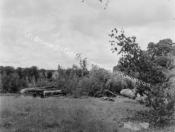 FALLEN TREES